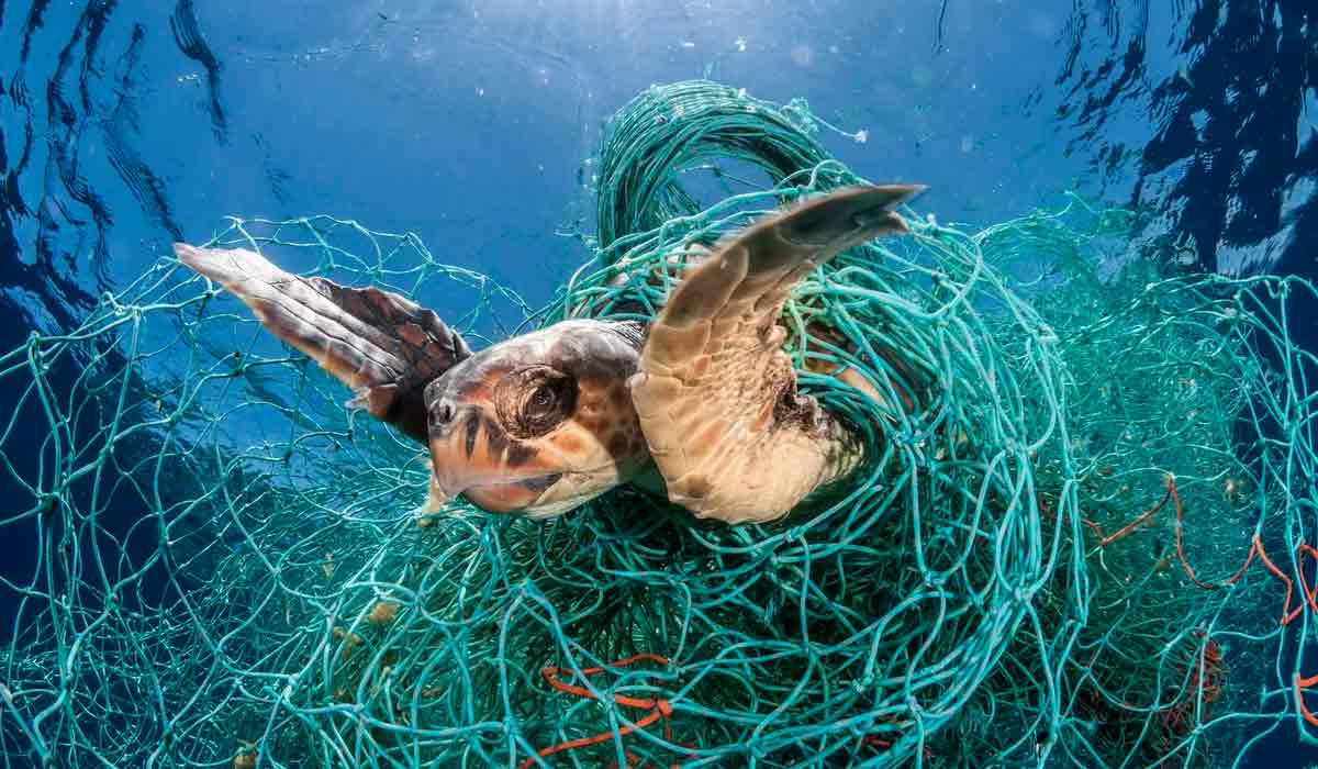 Espécies como tartarugas, mamíferos marinhos e aves marinhas, estão sujeitos ao emaranhamento ou aprisionamento pelos equipamentos fantasma