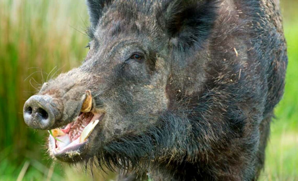 O javali europeu (Sus scrofa)