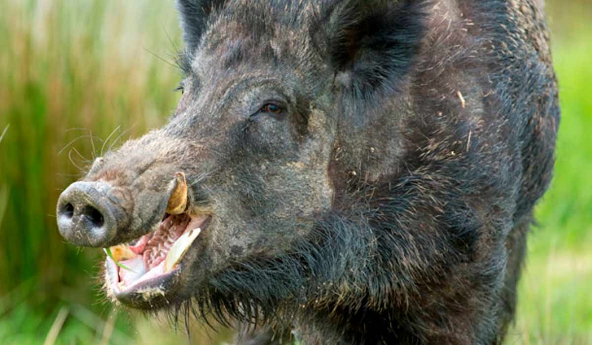 O javali europeu (Sus scrofa)