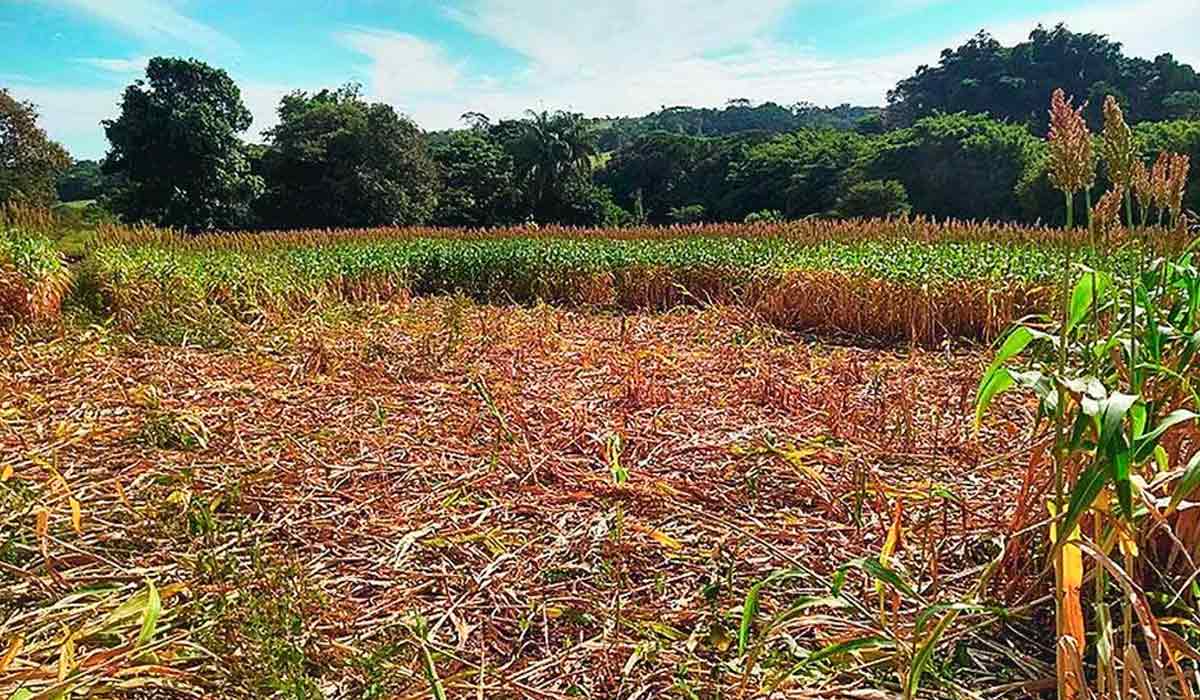 Lavoura destruída por javalis