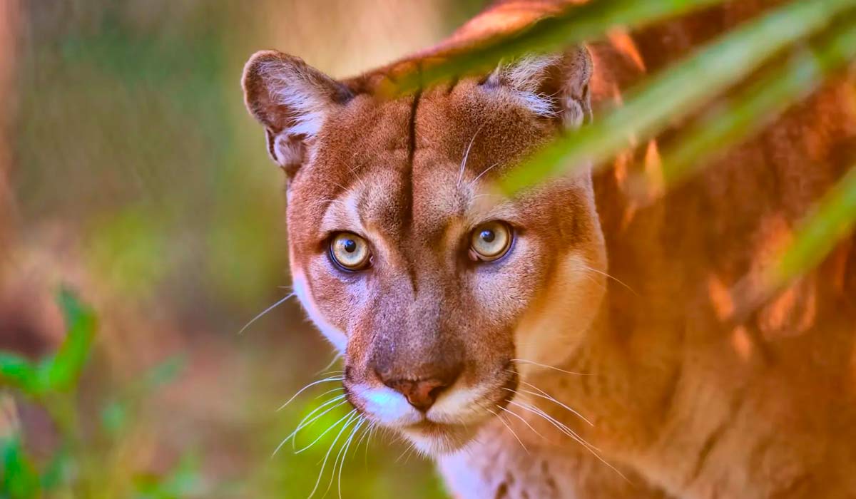 Onça-parda ou suçuarana (Puma concolor)