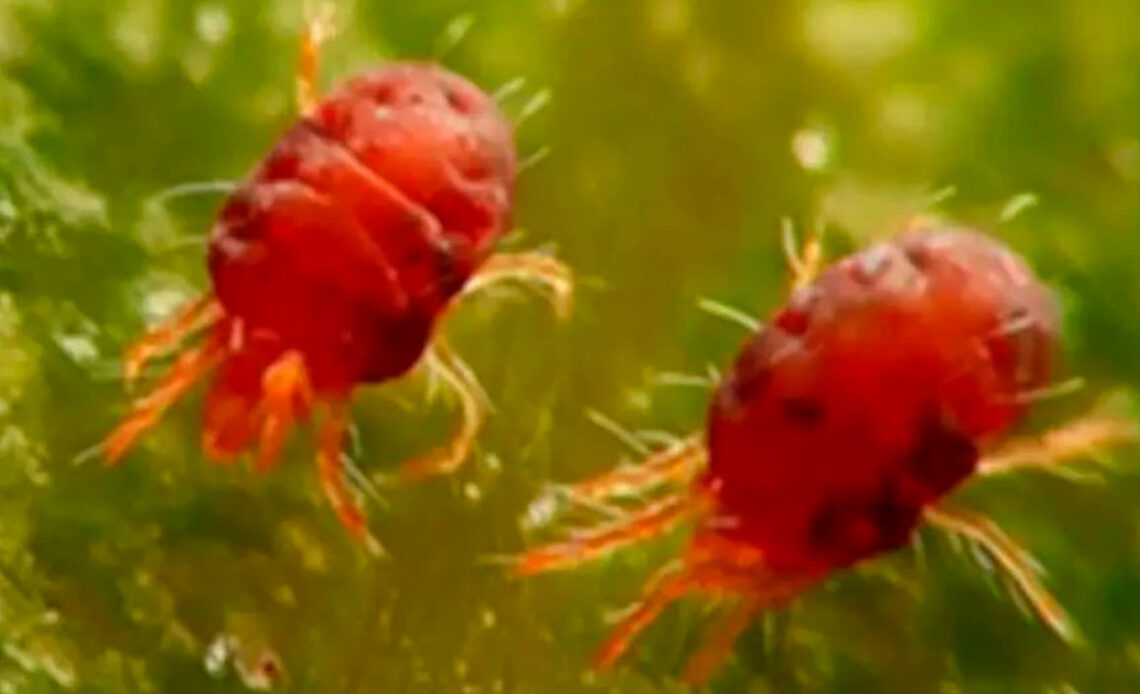 Ácaro rajado (Tetranychus urticae)