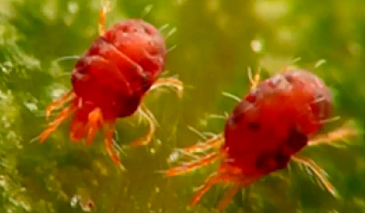 Ácaro rajado (Tetranychus urticae)