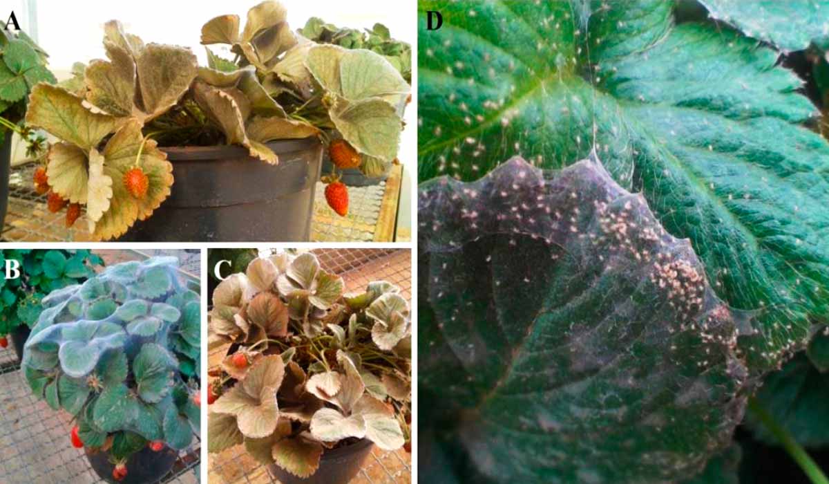 Sintomas e danos causados pelo ácaro-rajado (Tetranychus urticae) em plantas de morango em estufa - A- Morangueiro altamente infestado pelo ácaro, com folhas bronzeadas e frutos mal desenvolvidos; B – Planta coberta com teia confeccionada pelo ácaro; C – Evolução do ataque, com folhas bronzeadas e secas; D – Detalhe dos ácaros em folhas de morangueiro - Fotos: Marcelo T. de Castro