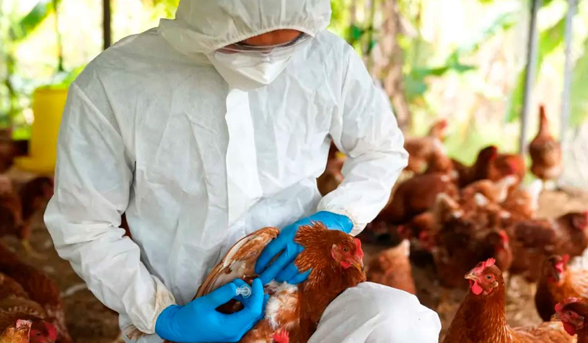 Saúde intestinal das matrizes, biosseguridade e influenza aviária estão entre os temas a serem debatidos no evento