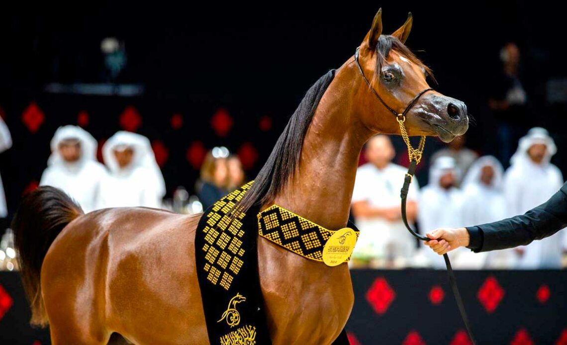Campeonato Mundial do Cavalo Árabe