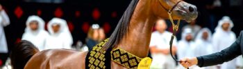 Campeonato Mundial do Cavalo Árabe