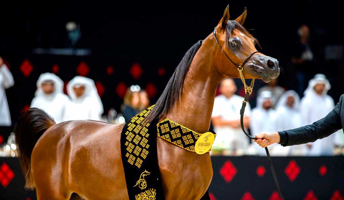 Campeonato Mundial do Cavalo Árabe