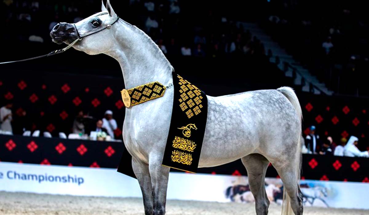 A etapa brasileira do Circuito Américas do Global Champions Arabians Tour (GCAT) apresentará animais extraordinários no padrão da égua AJ Kayya do Ajman Stud