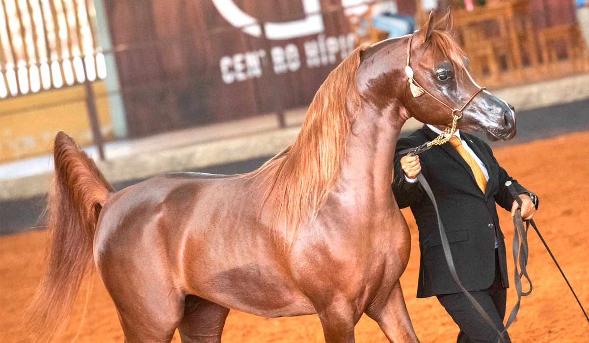 Animal na pista de julgamento