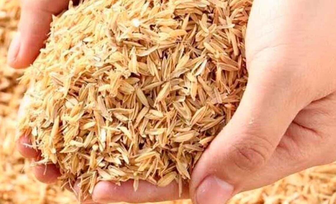 A casca do arroz é uma matéria-prima rica em sílica