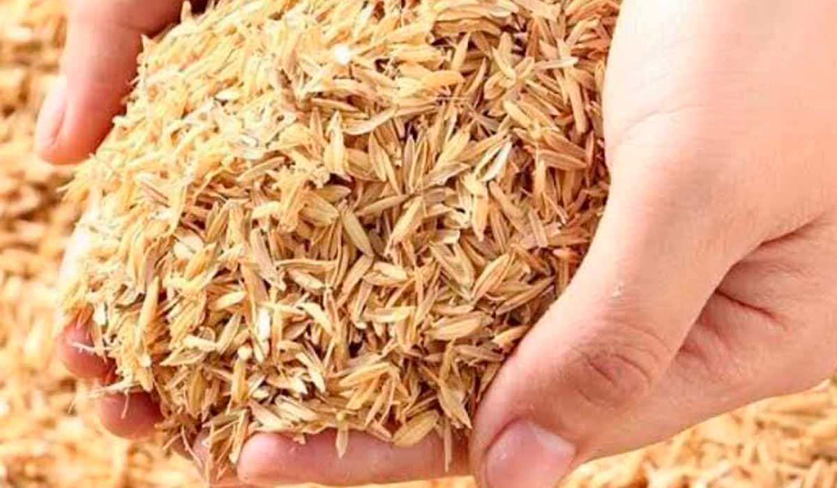 A casca do arroz é uma matéria-prima rica em sílica