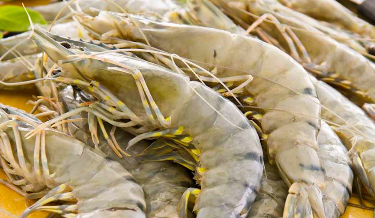 Iguaria do Ceará com sabor único, cultivada de forma sustentável e ganhando reconhecimento global, pois, mesmo em cativeiro, recebe água do mar rica em matéria orgânica