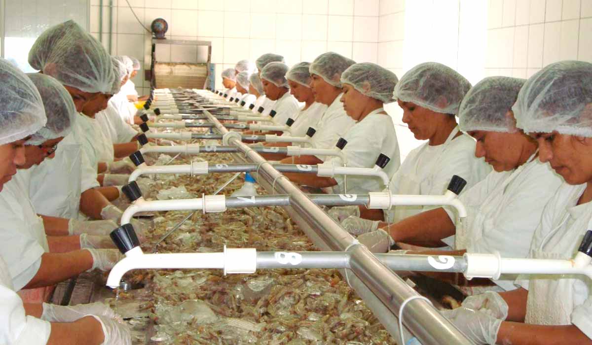 Beneficiamento de camarões na região da Costa Negra