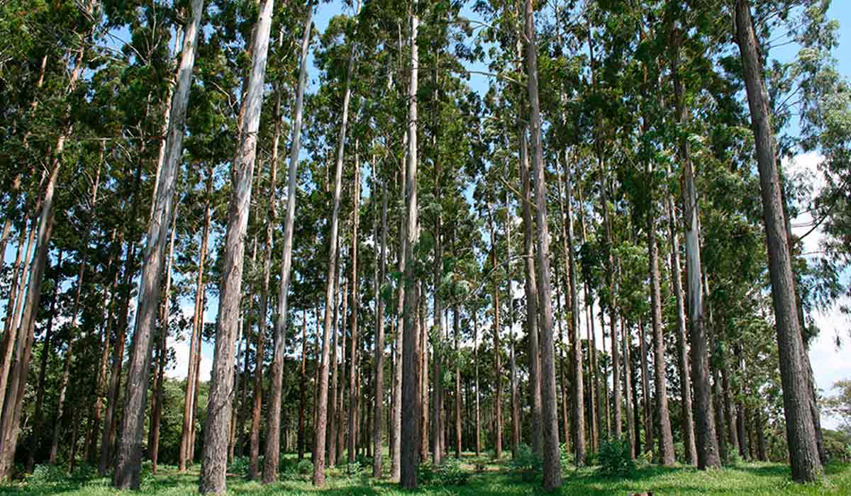 Talhão de Eucalyptus benthamii