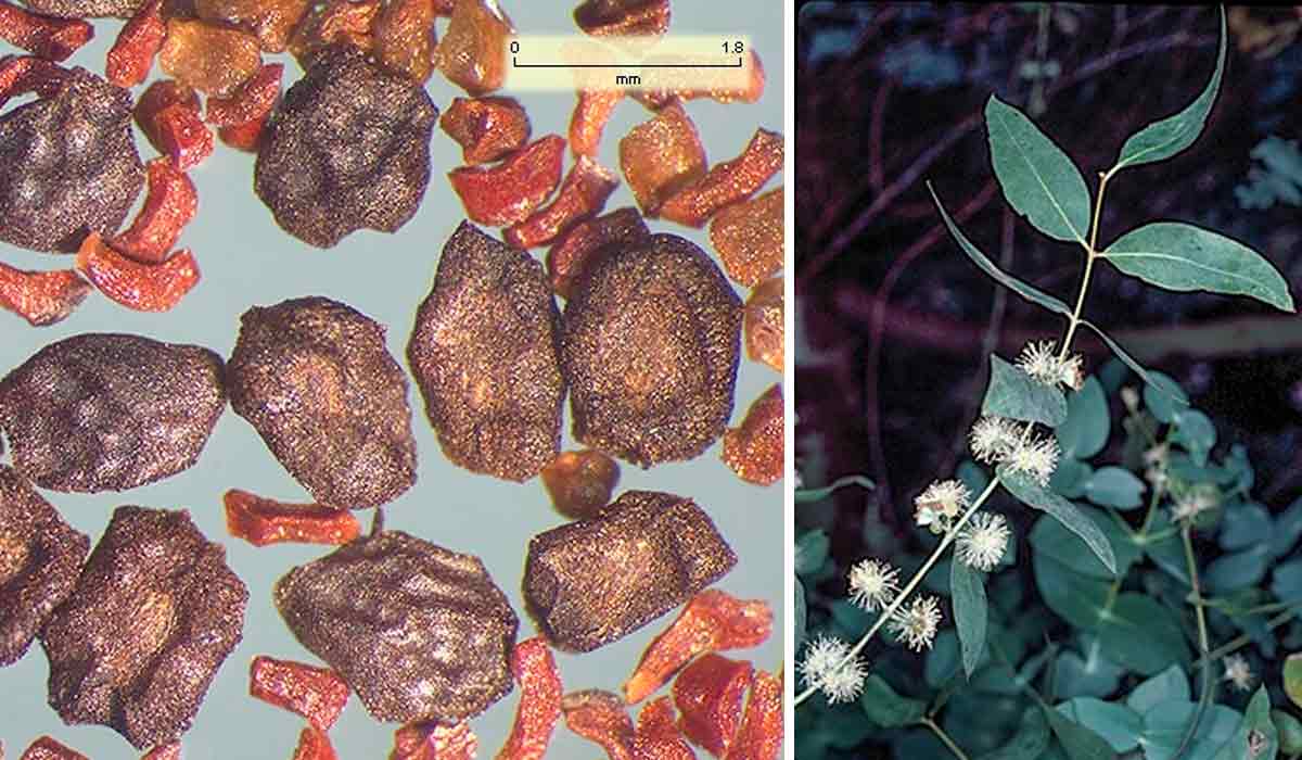 Sementes, flores e folhas de planta adulta