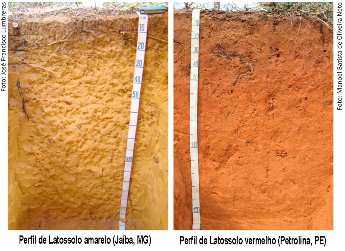 Perfis de solos: Latossolo amarelo (Jaíba, MG); Latossolo vermelho (Petroina, PE