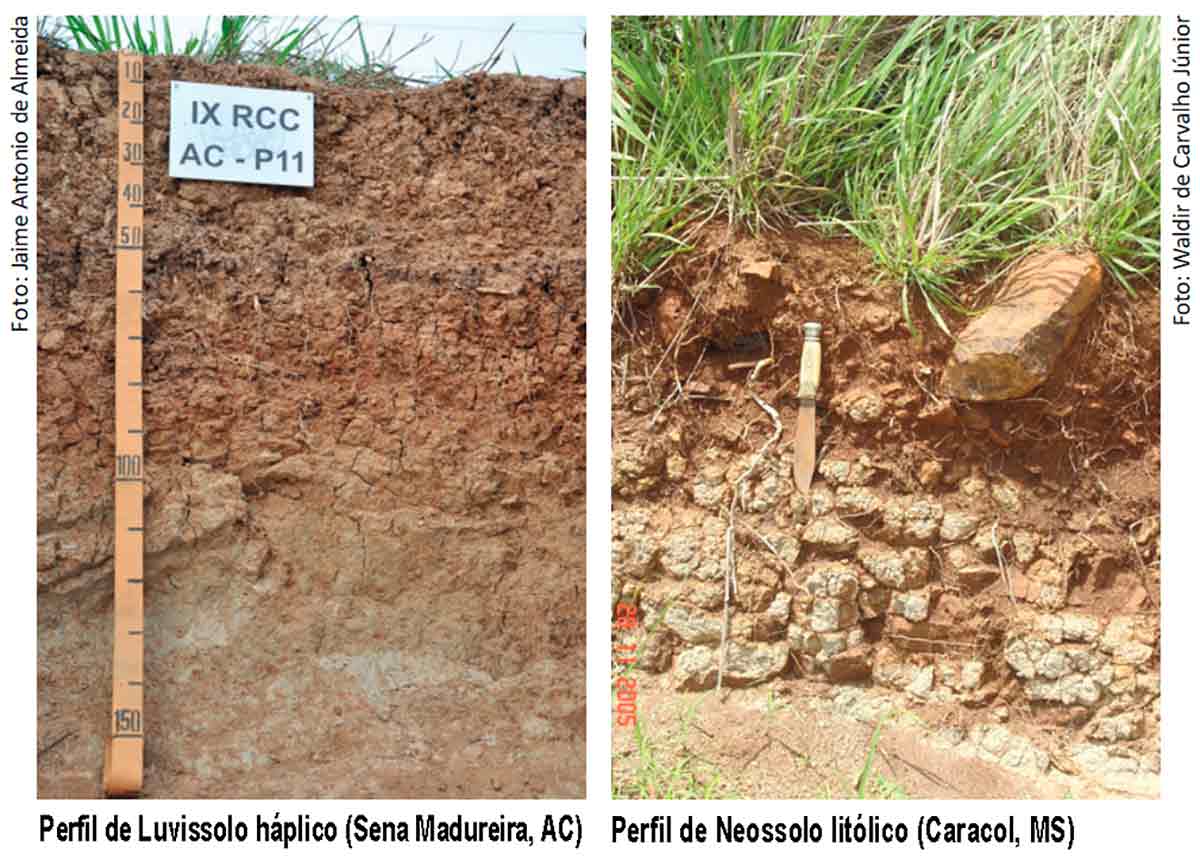Perfis de soos: Luvissolo háplico (Sena Madureira, AC); Neossoo litólico (Caracol, MS)