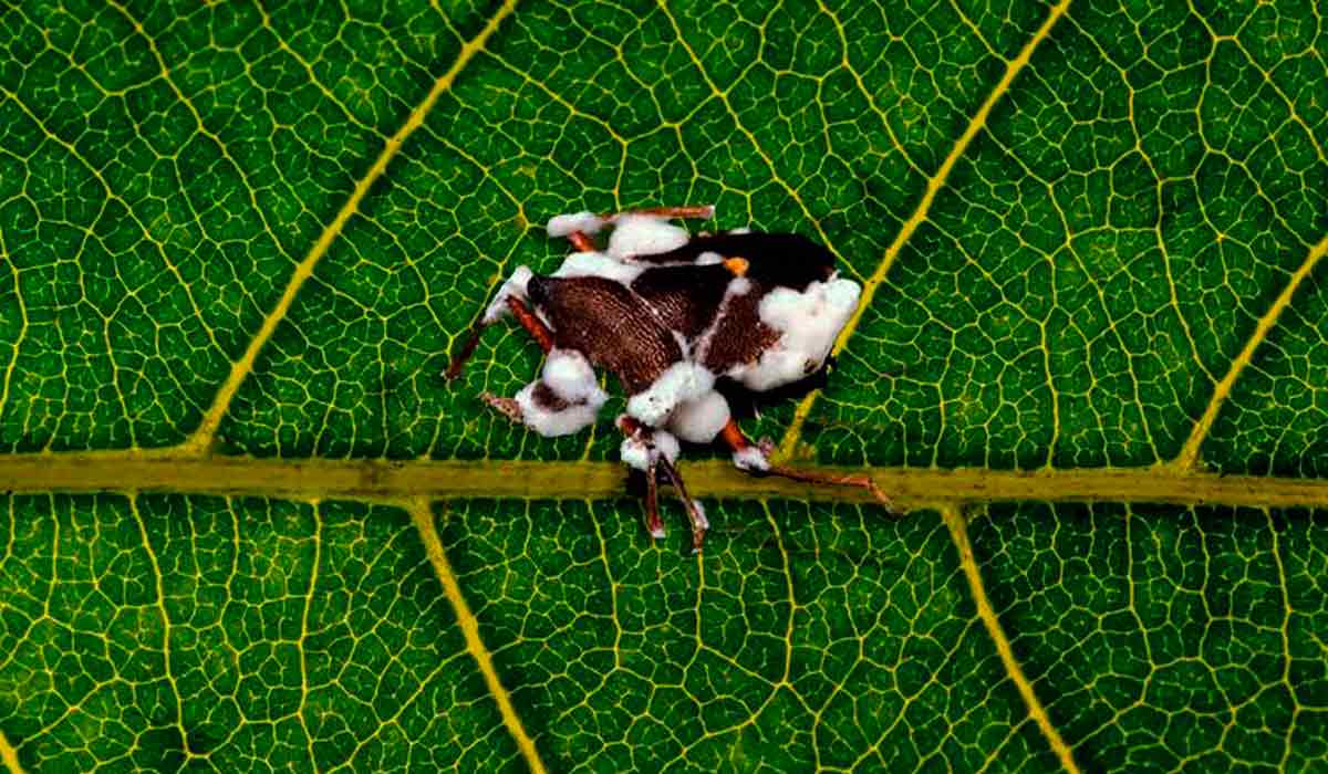 O fungo Beauveria bassiana em ação num inseto-praga. O microrganismo está entre as espécies de fungos entomopatogênicos mais estudadas e comercializadas na agricultura, visto o seu potencial para o controle biológico de pragas