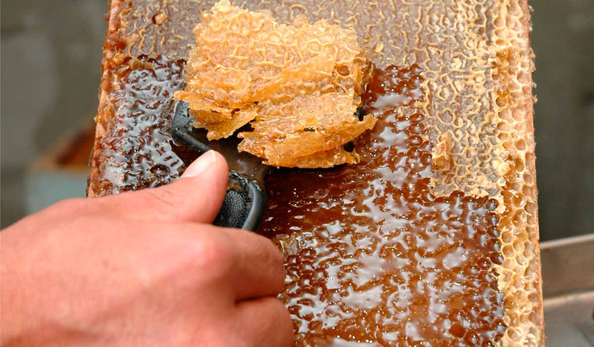 Um dos temas a serem abordados é o manejo de inverno e primavera para uma boa produtividade