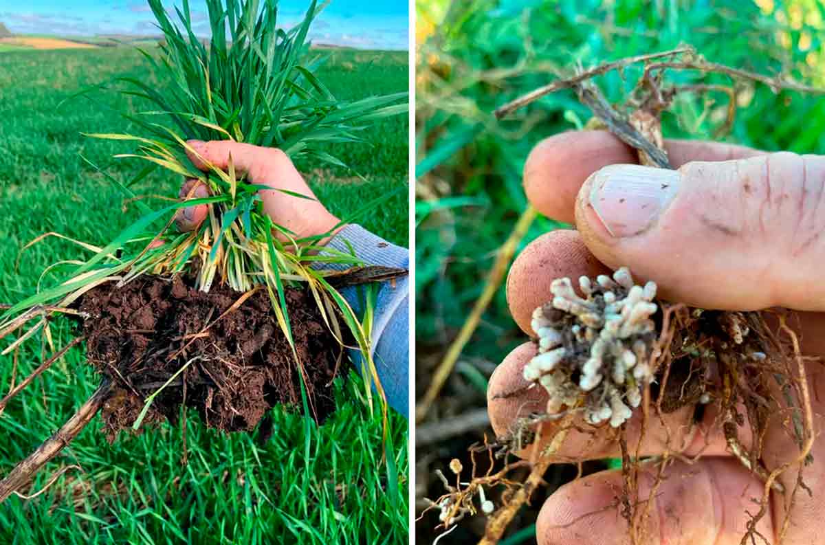 Utilização de plantas de cobertura durante todo o ano para evitar solos nus, preservando as raízes vivas de culturas perenes que sustentam estruturas biológicas subterrâneas com maiores teores de matéria orgânica e microrganismos benéficos ao solo