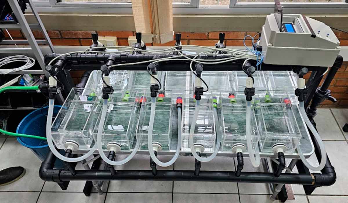 O sistema coleta e quantifica de fezes e pseudofezes de moluscos bivalves, como ostras e mexilhões, agilizando a etapa do estudo para melhor entender o impacto ambiental da criação desses animais no mar