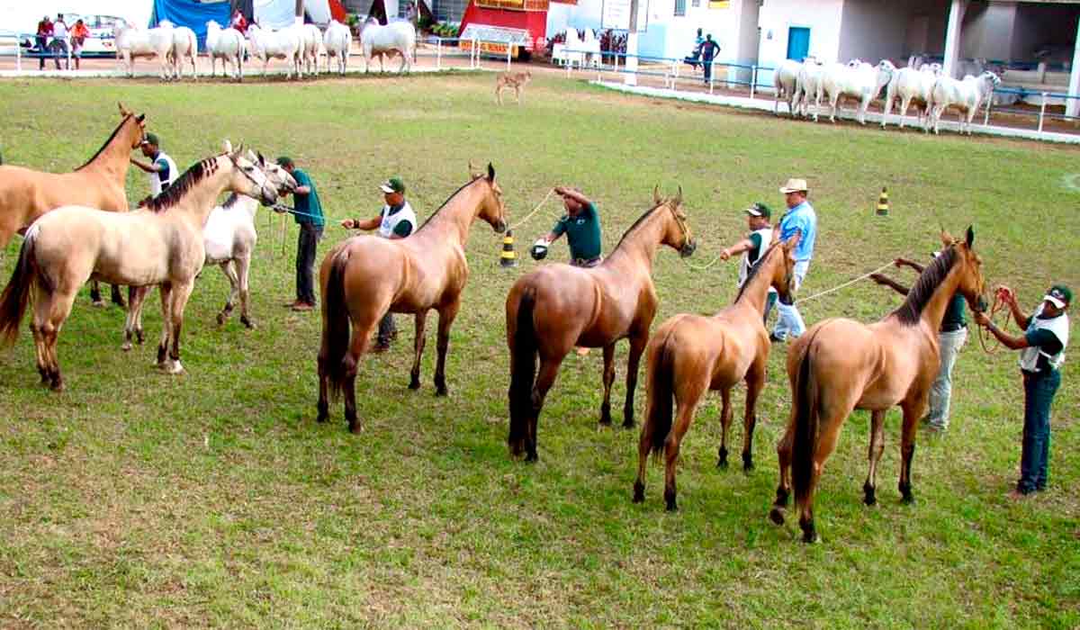 Animais na pista da julgamento