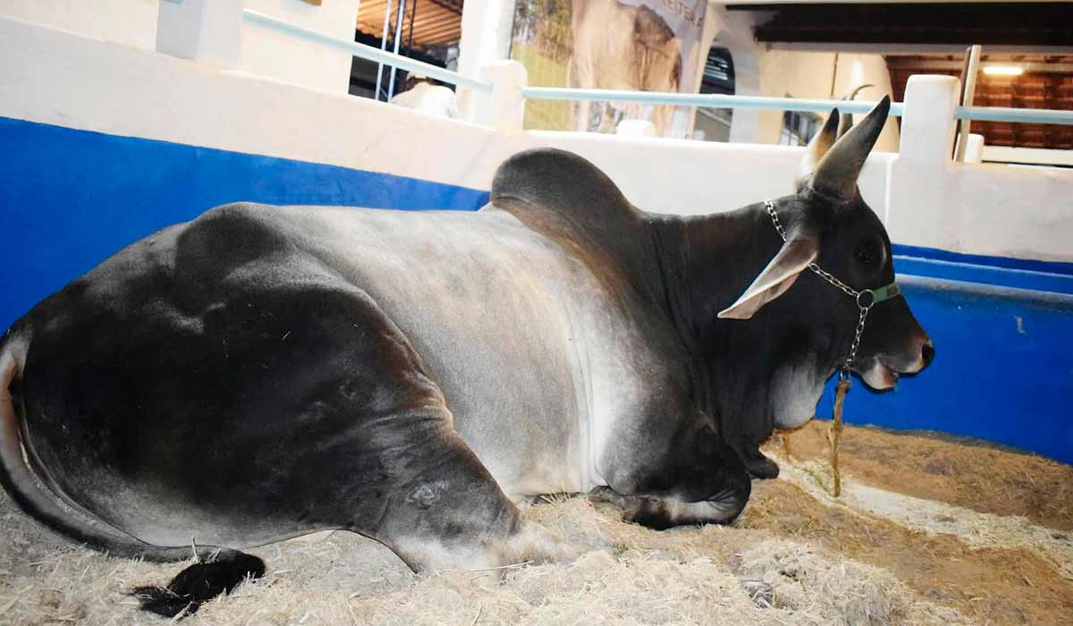 Animais selecionados é garantia de espetáculo