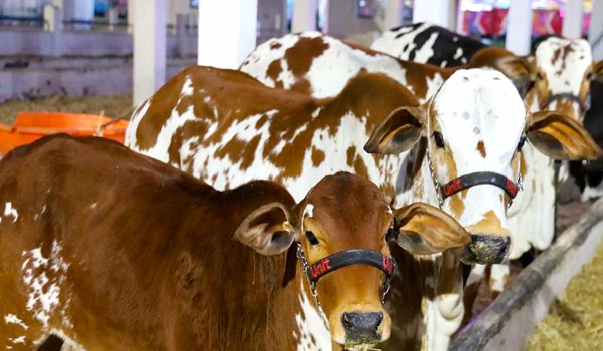 Animais nos galpões do parque