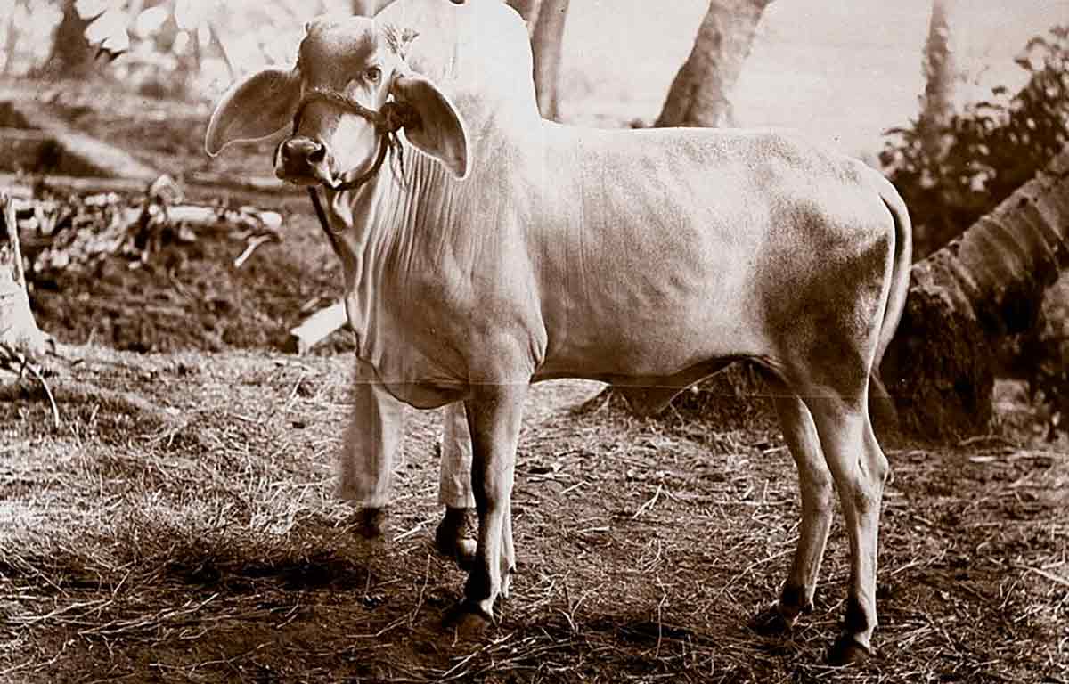 Animal importado da Índia. A raça Guzerá foi a segunda a entrar em território brasileiro