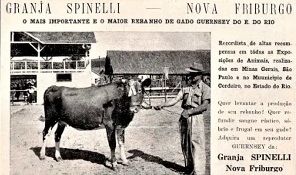 Nota em jornal sobre o desempenho na exposição de Cordeiro do gado Guernsey da Granja Spinelli