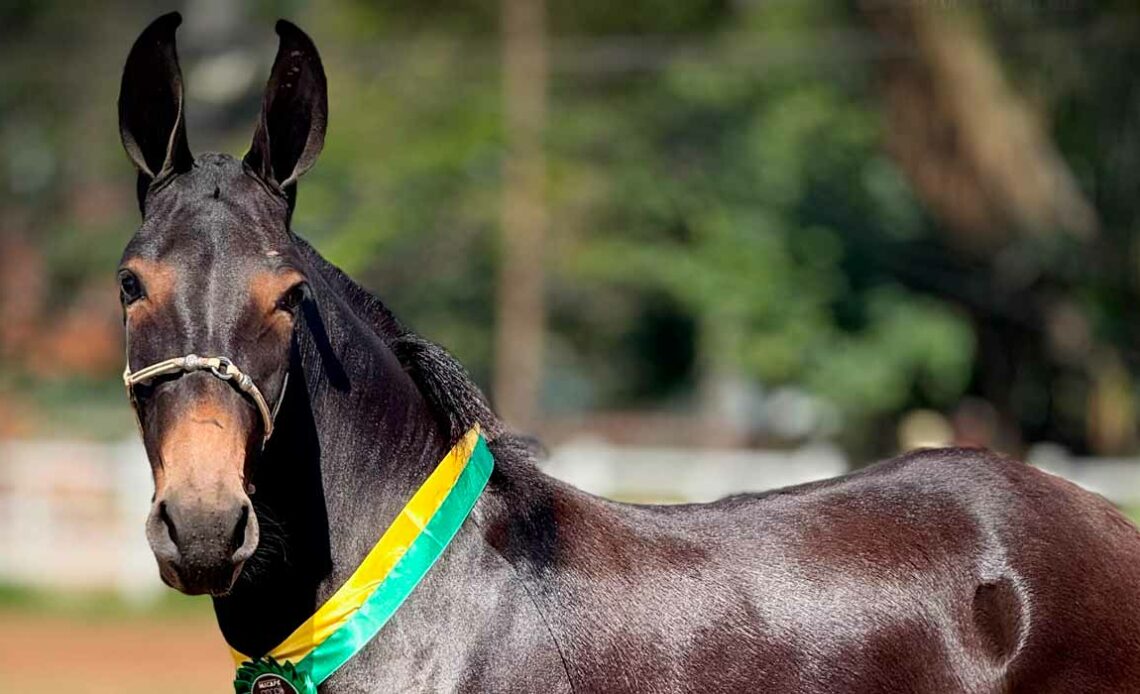 Animal premiado na exposição