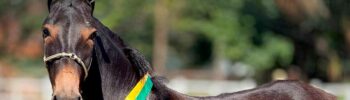 Animal premiado na exposição