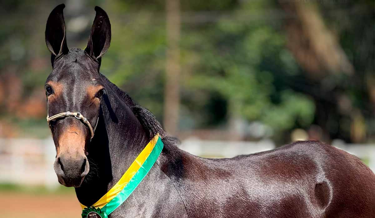 Animal premiado na exposição