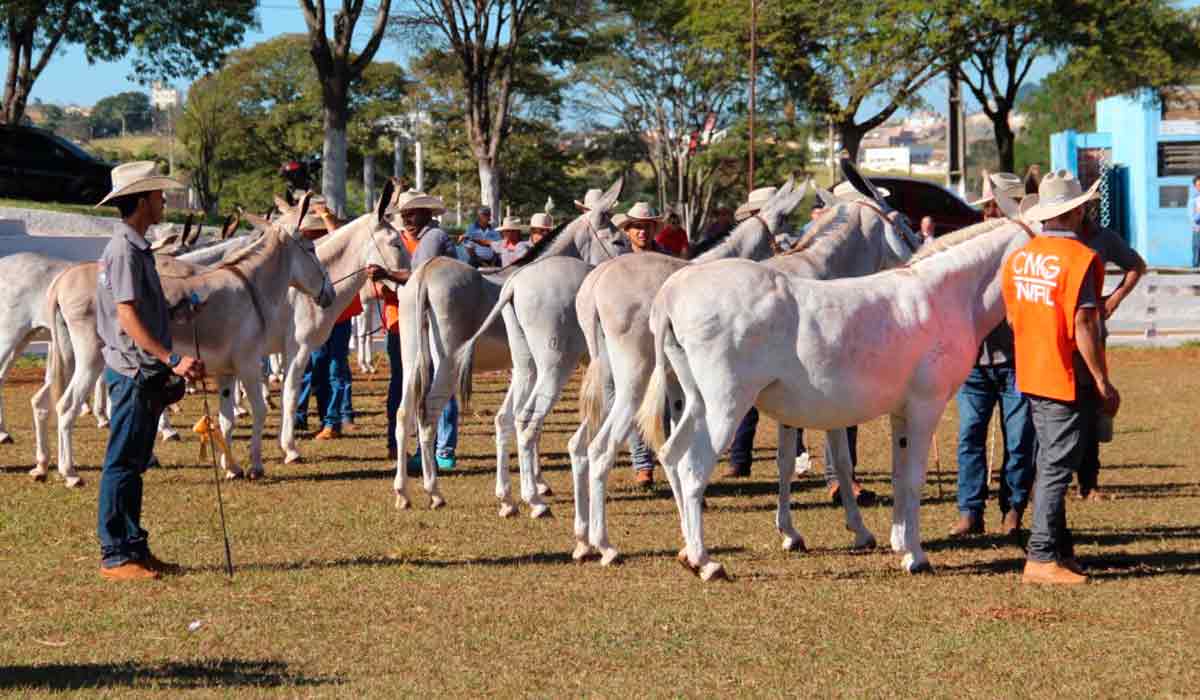 Animais na pista de julgamento