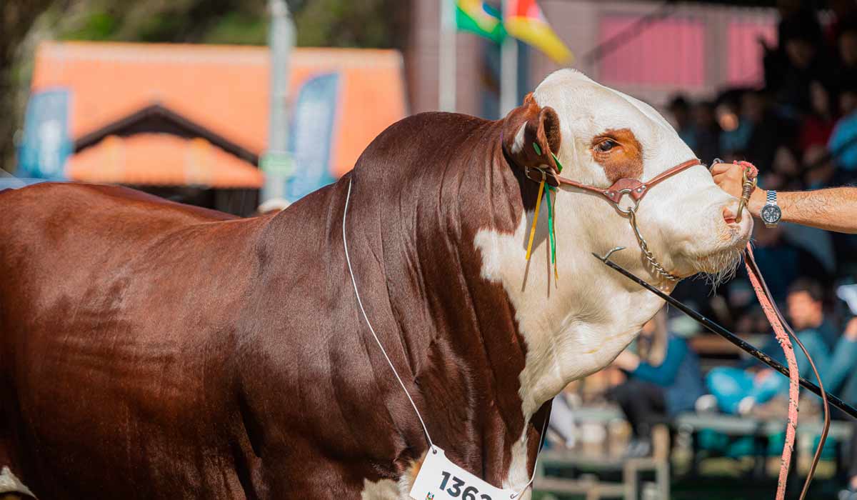 Bovino braford na pista de julgamento
