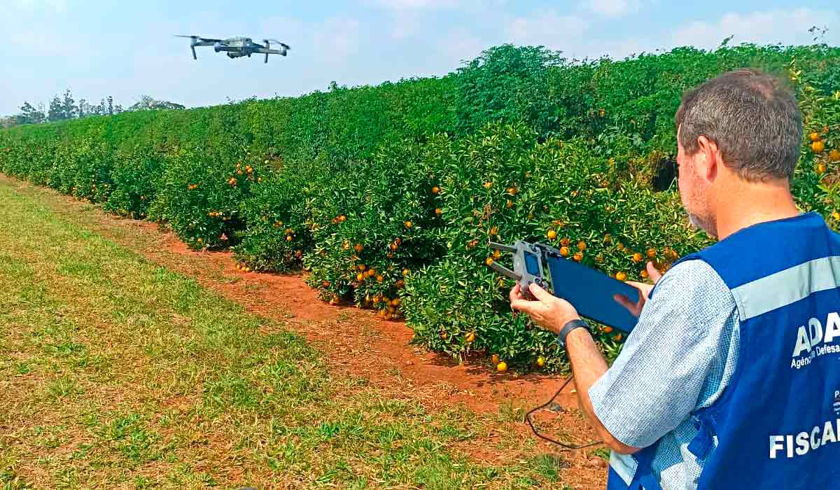 Paraná avança na luta contra o greening com força-tarefa monitorando e que erradicando plantas sintomáticas - Foto: Adapar