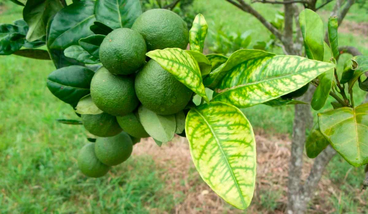 Greening, doença chamada de Huanglongbing (HLB), é uma das doenças mais graves dos pomares de citros
