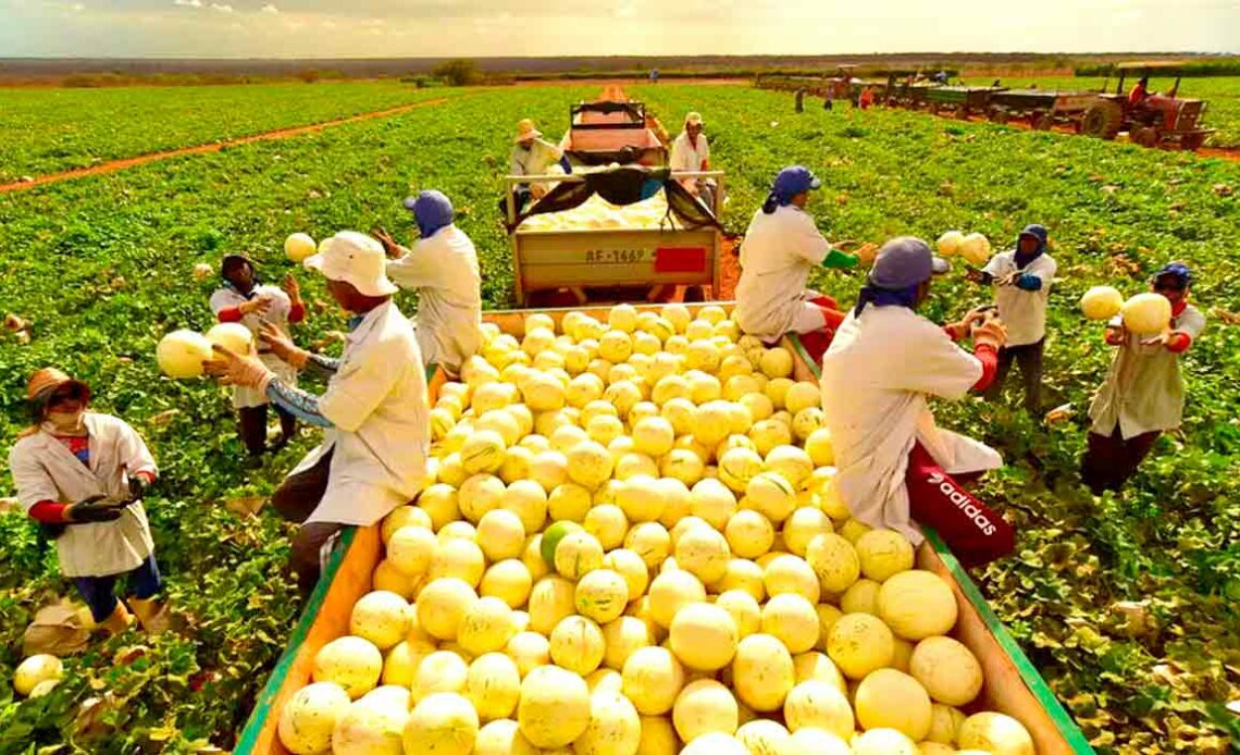 Os maiores polos produtivos estão localizados no nordeste, especialmente no Rio Grande do Norte, Bahia e Ceará
