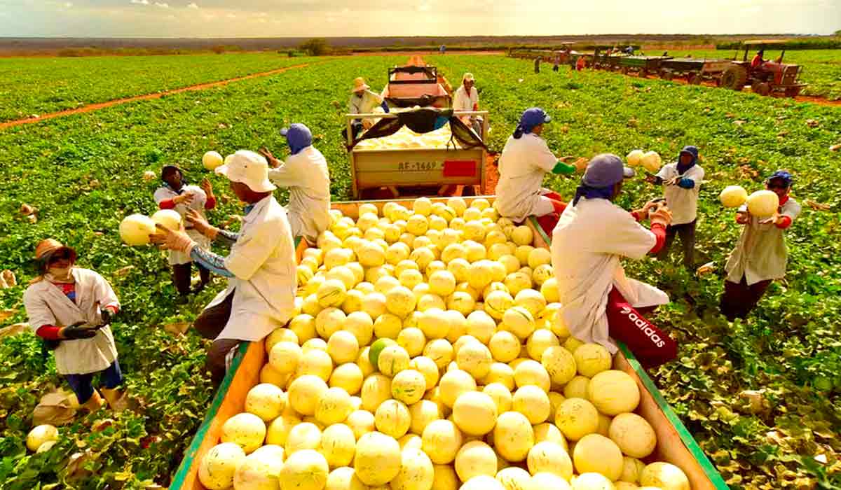 Os maiores polos produtivos estão localizados no nordeste, especialmente no Rio Grande do Norte, Bahia e Ceará