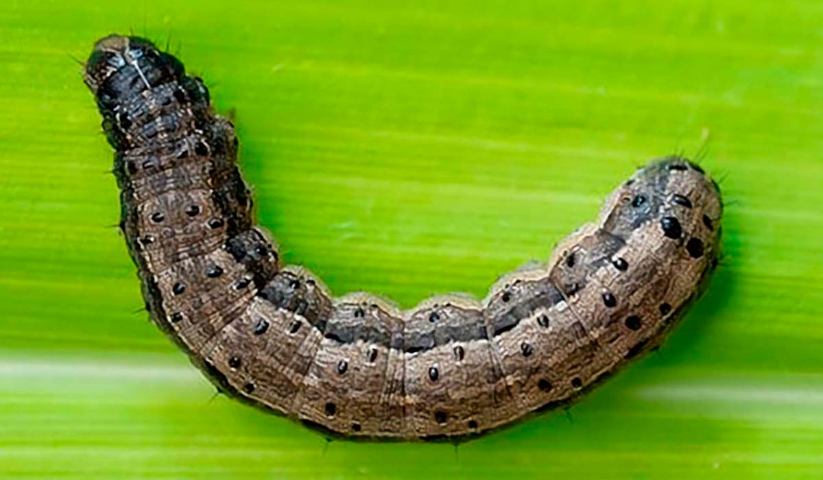 Lagarta do cartucho (Spodoptera frugiperda)