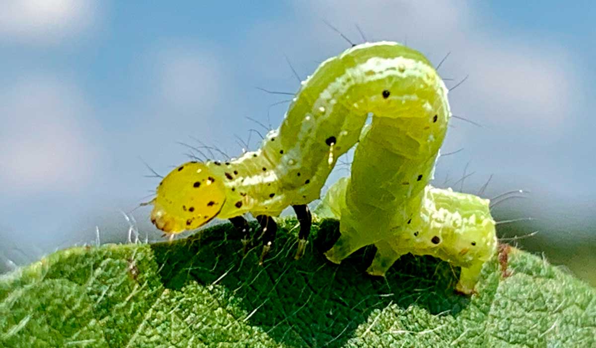 Lagarta falsa medideira (Chrysodeixis includens)