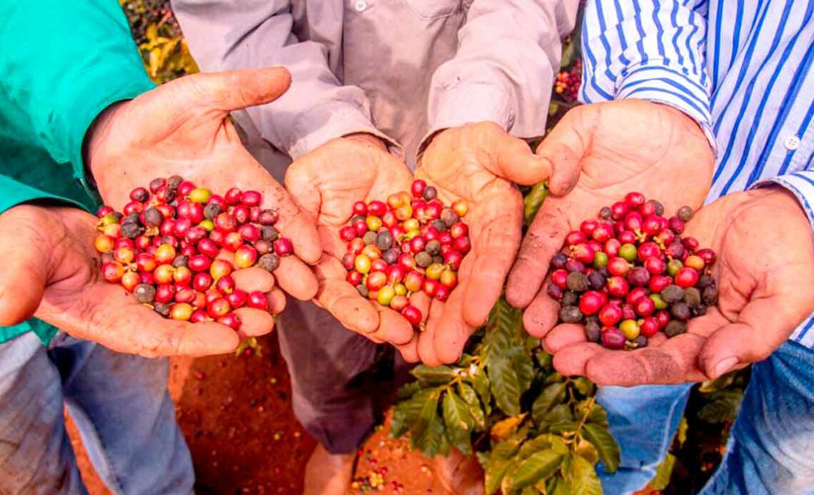 Cafeicultores de seis municípios do Noroeste do Paraná celebram a conquista da Indicação Geográfica para os cafés da região - Foto: Cafeman