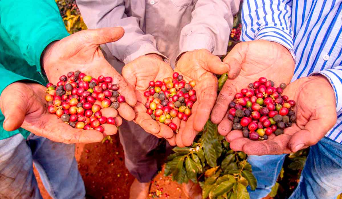Cafeicultores de seis municípios do Noroeste do Paraná celebram a conquista da Indicação Geográfica para os cafés da região - Foto: Cafeman