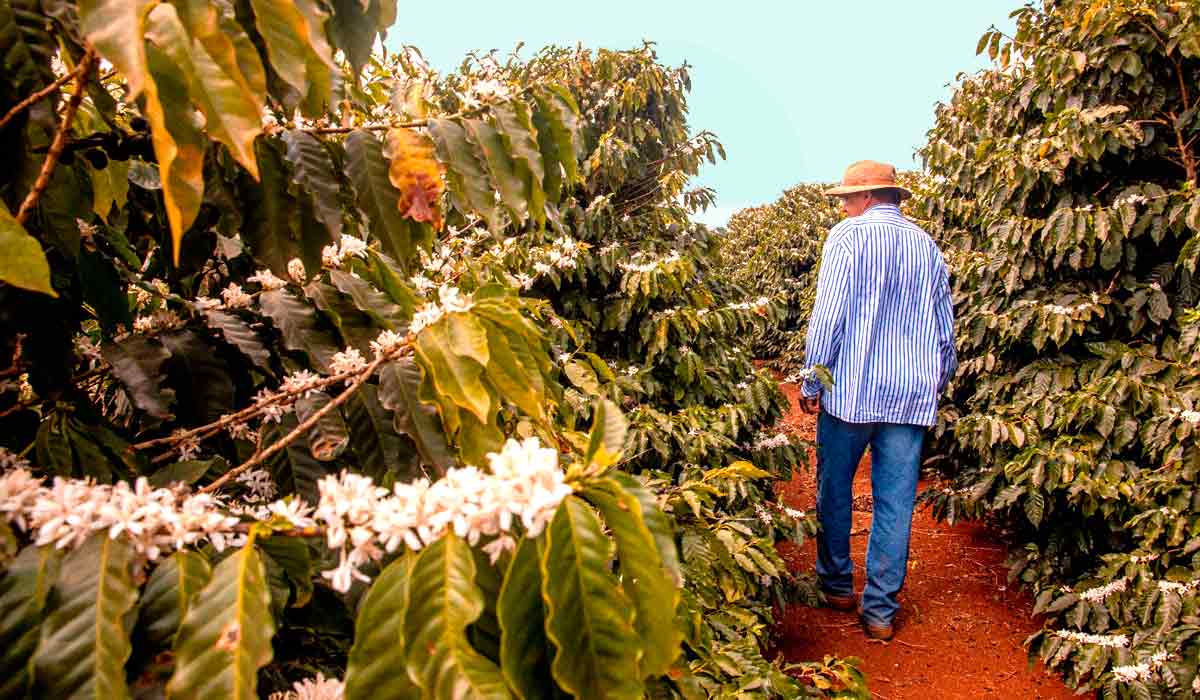 Em Mandaguari, o café é tradição e resistência