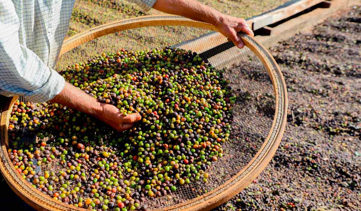 A produção de café em Mandaguari resistiu à crise causada pela geada de 1975, que devastou cafezais paranaenses e para os cafeicultores, a IG é um caminho para resgatar a cultura do Paraná - Foto: Ari Dias/AEN