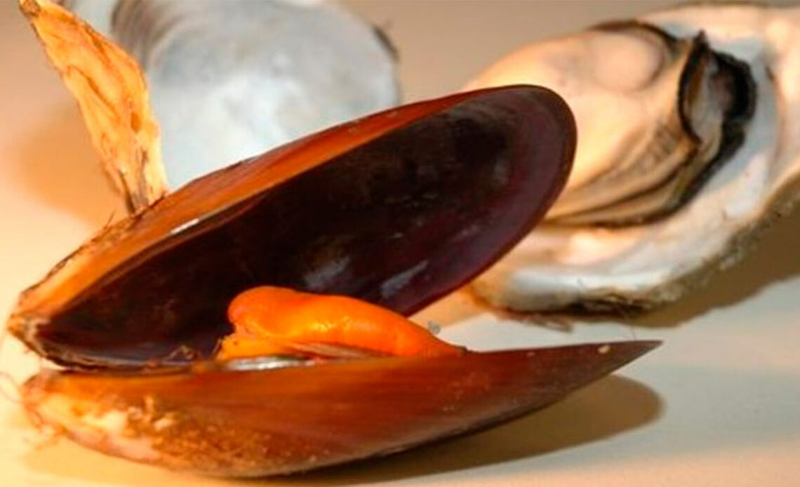Mexilhão e ostra