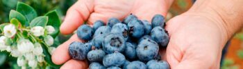 Mirtilo (Vaccinium myrtillus)
