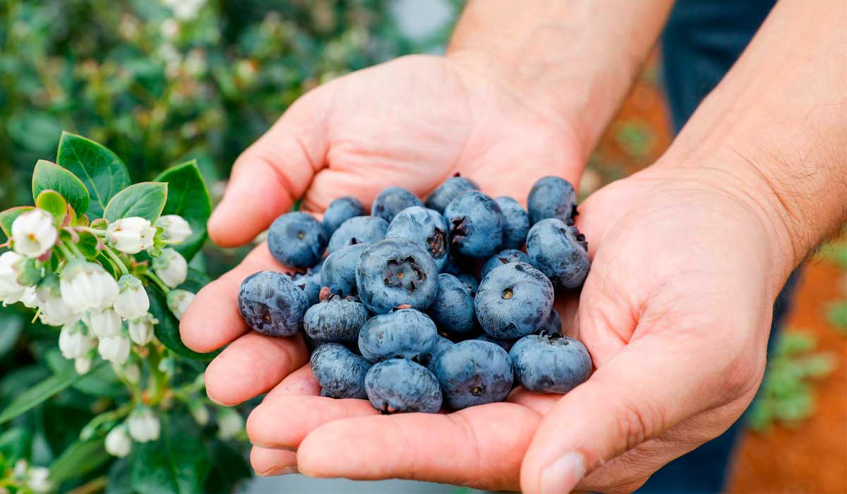 Mirtilo (Vaccinium myrtillus)