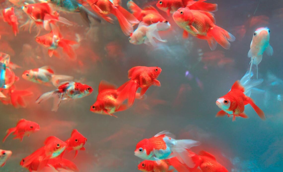 Peixes ornamentais